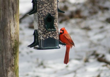 Seed Mixes Provide the Perfect Nutritional Blend for Birds in Winter