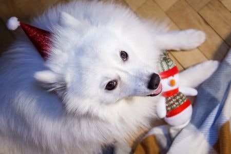 For Playful Pups, Pick a Cheerful Toy or Brain Training Puzzle