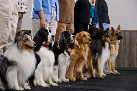 For Educational Purposes Like Dog Training, Choose a Non-Fiction Book