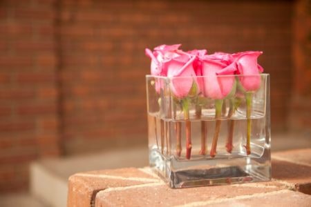 Cube Vases Are Ideal for Plants With Shorter Stems