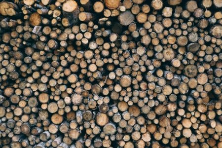 FSC: The Highest Standards During Harvesting