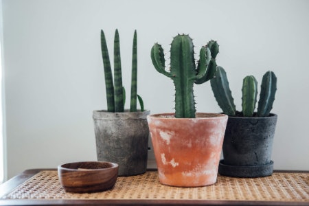 Rugs, Furniture, Plants and Vases and Other Gifts for the Home Are Great Options for a Bigger Budget