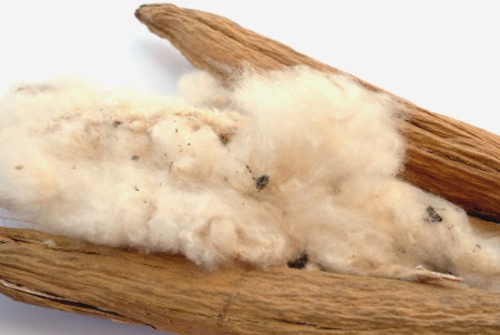 Kapok Fibres Are Soft, Stable and Hypoallergenic