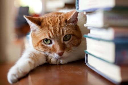 Learn About Cats and Their Behaviour With a Non-Fiction Book