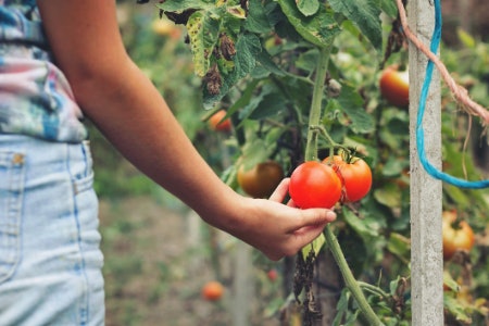 Assess the Time Frame From Sowing to Maturity