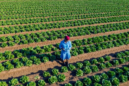 Modern Seeds Might Be Hardier and More Reliable