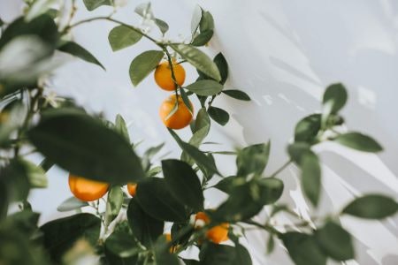 Plant-Based or Tropical Scents Leave Skin Smelling Like a Holiday