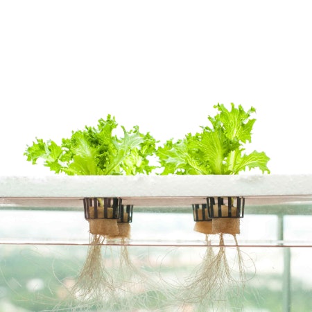 Hydroponic Gardens Provide Quicker Results