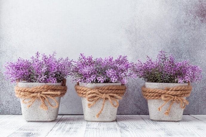 Ceramic, Stone, and Concrete Plant Pots Can Be Used All Year Round