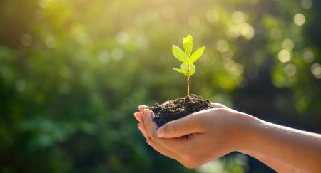 Ensure You Can Provide the Sunlight Exposure Your Plants Need