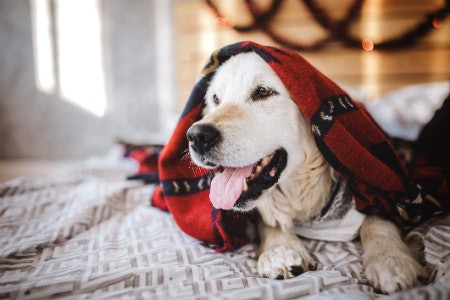 Choose Durable Synthetics if You're a Pet Owner or Live in a Busy Family Home