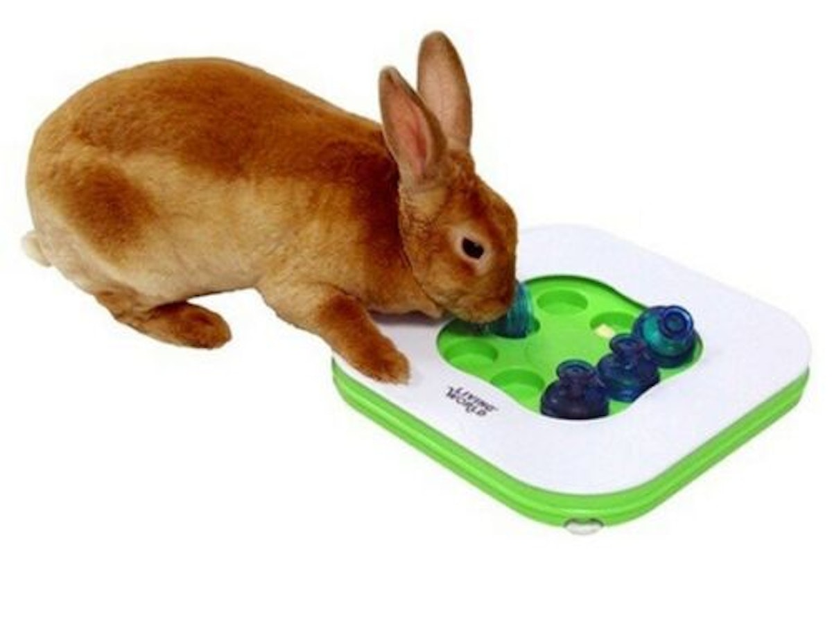 10 Best Toys for Rabbits 2024 | UK Veterinarian Reviewed | mybest
