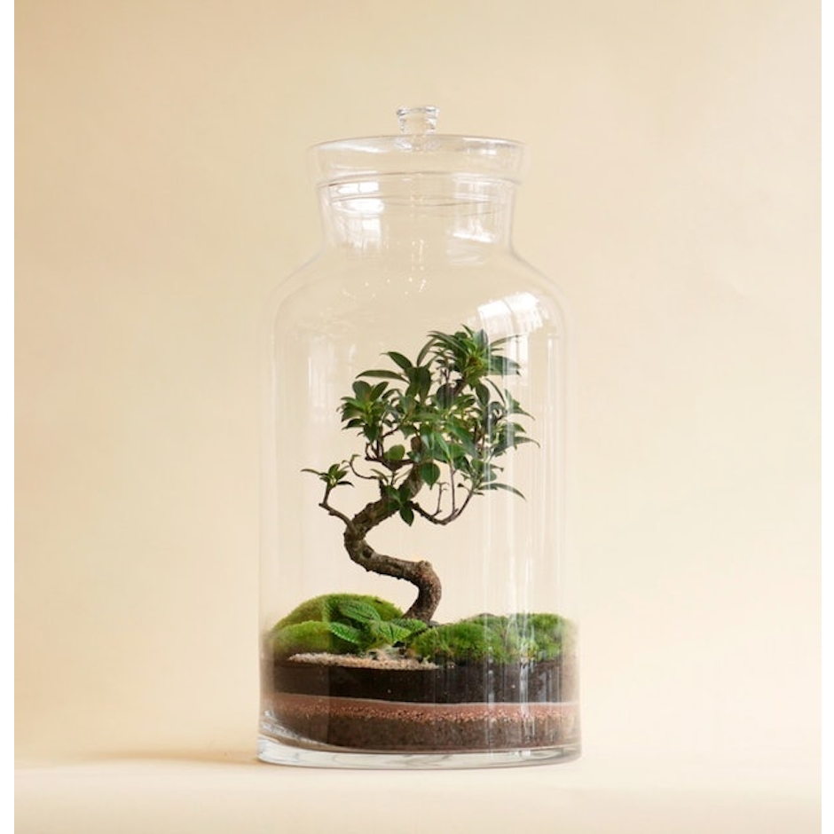 Four Store Capsule Terrarium by NIWA Design Translation missing: en-GB.activerecord.decorators.item_part_image/alt