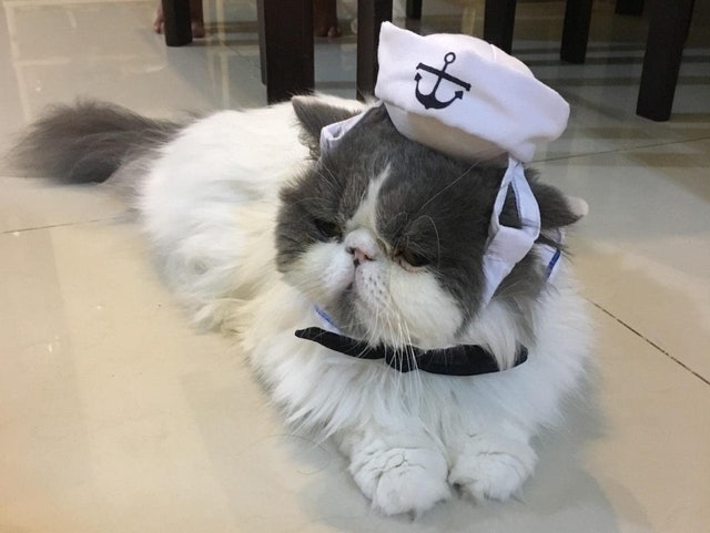 Cat Sailor Costume 3