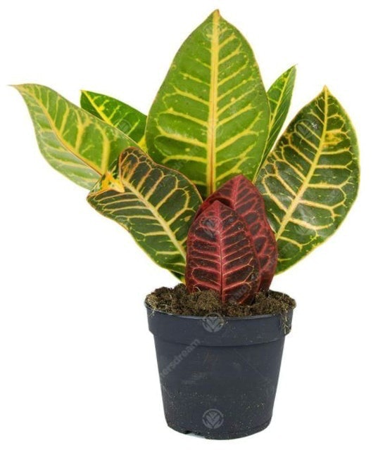 Croton 1