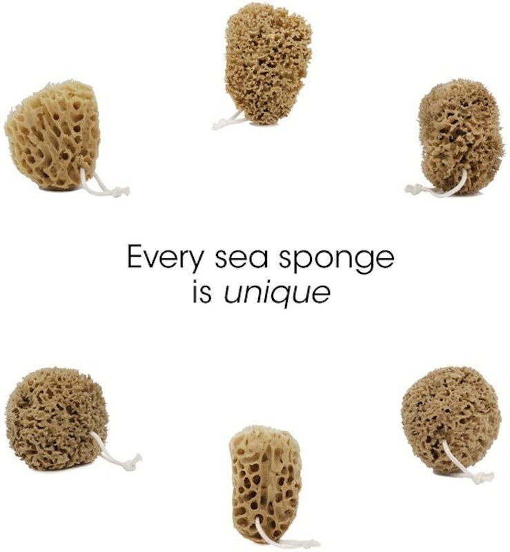 Natural Honeycomb Sea Sponge 2