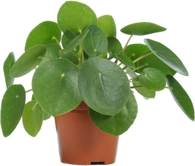 Pilea Peperomioides Chinese Money Plant 1