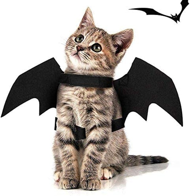 10 Best Halloween Costumes for Cats UK 2