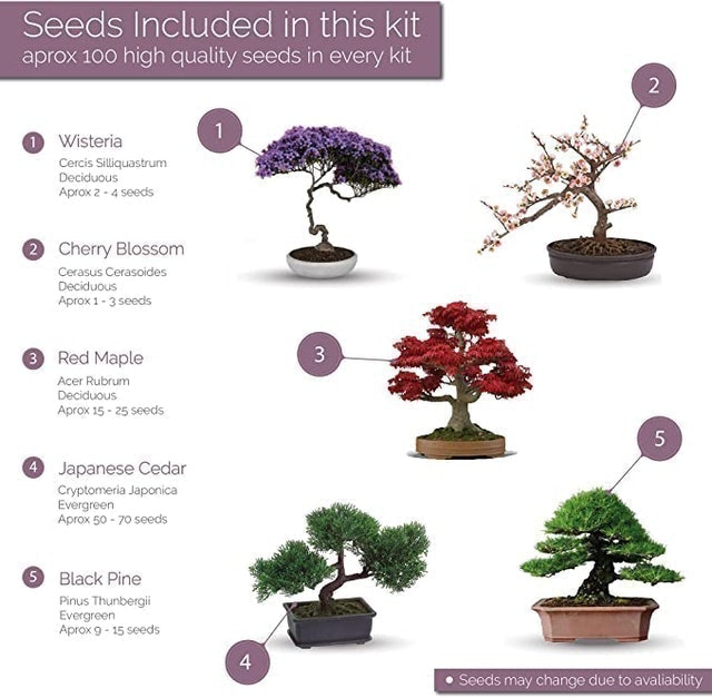 Grown Your Own Bonsai Trees Kit 2