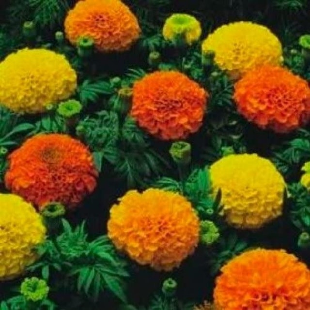 Marigold Crackerjack 1