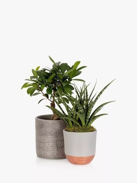Zen Bonsai Set 2