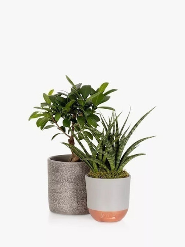 Zen Bonsai Set 2