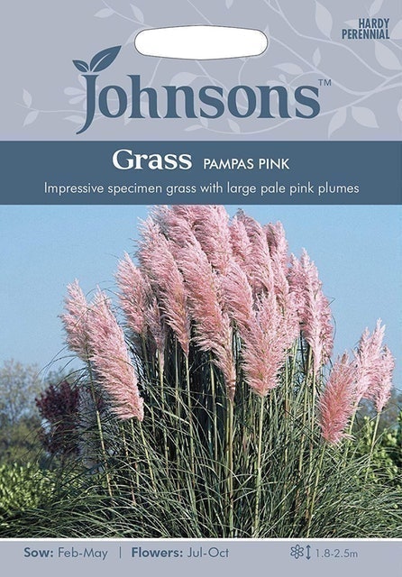 Pink PampasGrass 1
