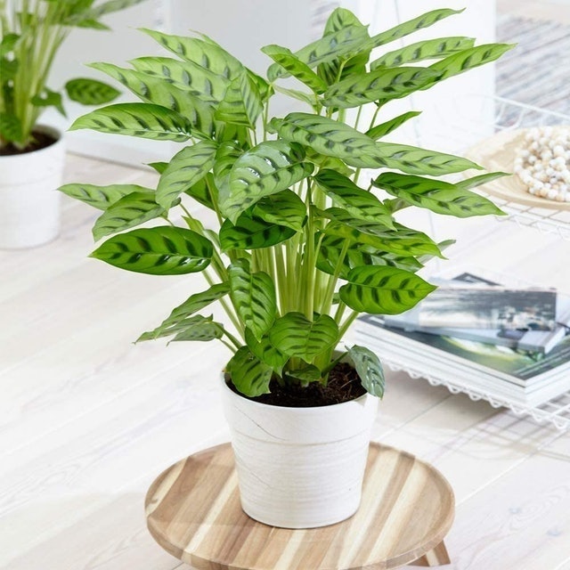 10 Best Dog Safe Plants UK 2024 2