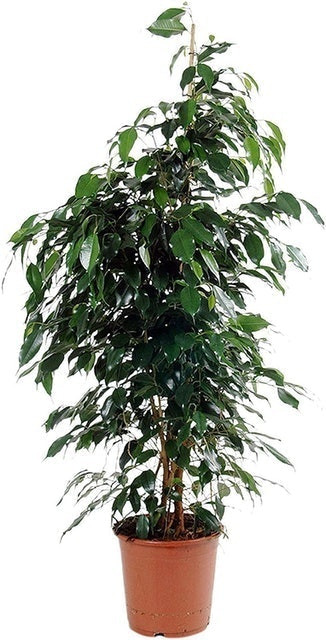 Weeping Fig 1