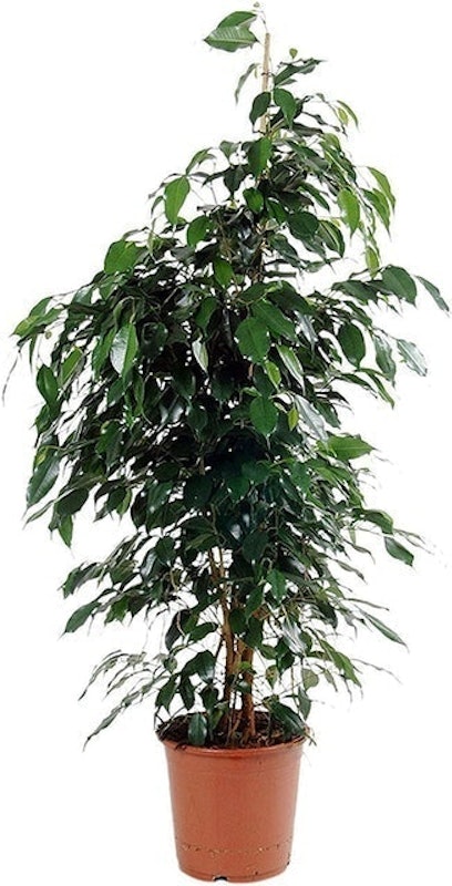 Weeping Fig 1