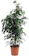 The Bakker Store Weeping Fig 1