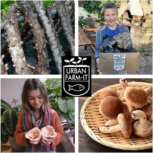 Shiitake Plugs 6