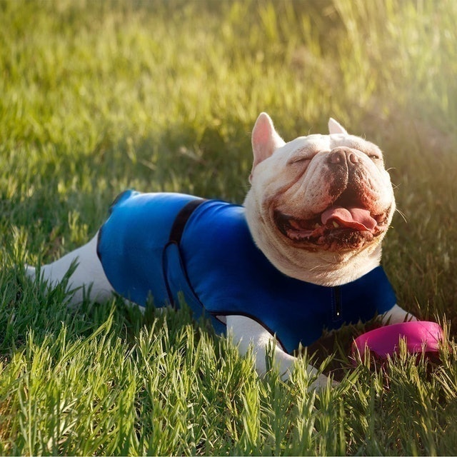 Lightweight Dog Cooling Jacket 2