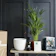 Bloom Box Plant Subscription Box 1