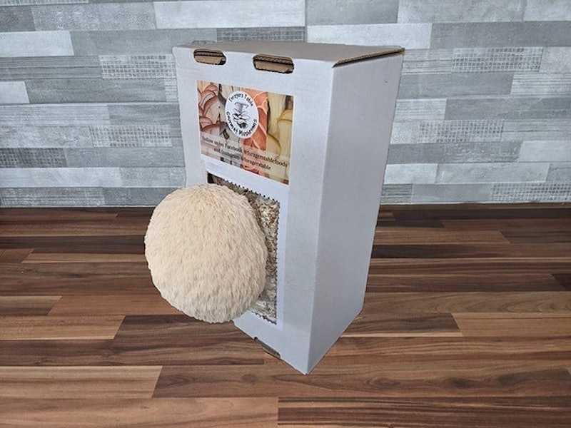 Lions Mane Mushroom Growing Kit 1