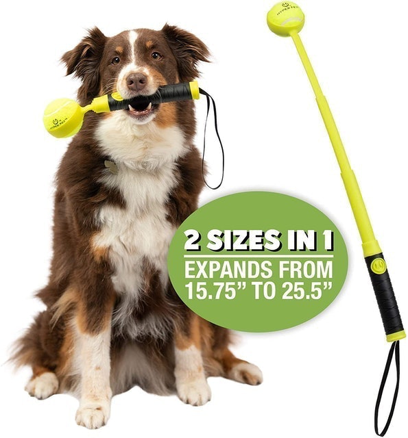 10 Best Ball Launchers for Dogs 2024 UK Veterinarian Reviewed mybest