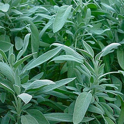 10 Best Dog Safe Plants UK 2024 4