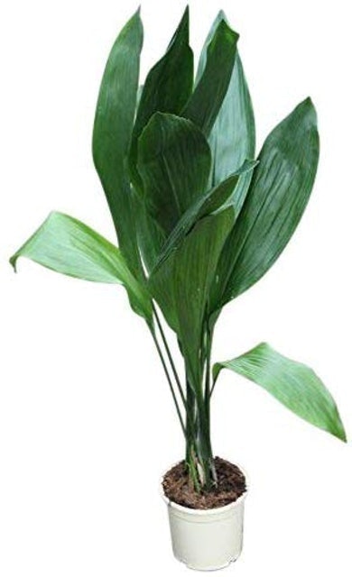8 Best Plants for the Bathroom 2024 | UK Interior Designer Reviewed 1