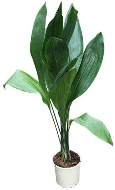 Cast-Iron Plant 1