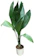 Botanicly/Perfect Plants Cast-Iron Plant 1