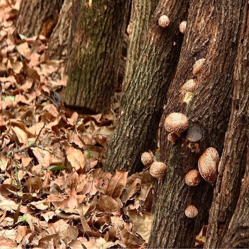 Shiitake Plugs 4