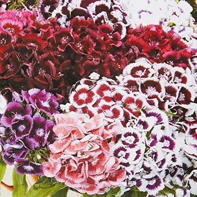 Sweet William Electron, Mixed 2