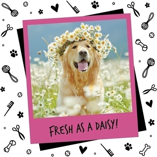 Baby Fresh Dog Perfume 2