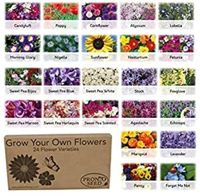 10 Best Easy To Grow Flower Seeds UK 2024 | Mr Fothergill's, Suttons and More 1