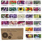 10 Best Easy To Grow Flower Seeds UK 2024 | Mr Fothergill's, Suttons and More 1