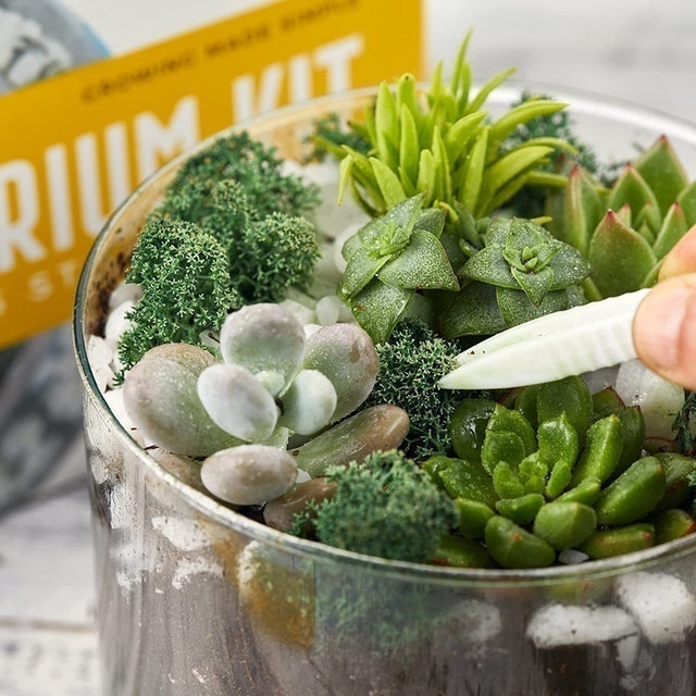 Terrarium Kit: Essentials Starter Pack 3
