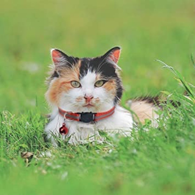 6 Pack Reflective Cat Collars 2