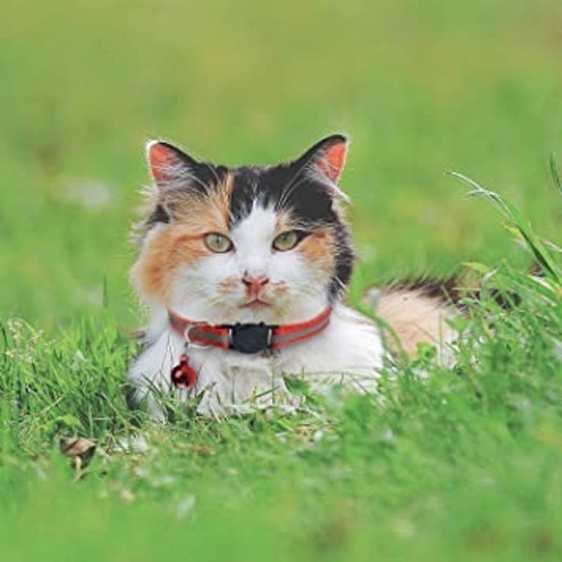 6 Pack Reflective Cat Collars 2