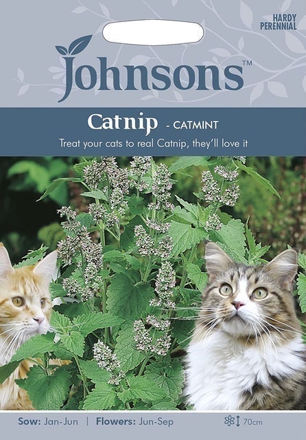 Catnip Flower Seeds, White 1