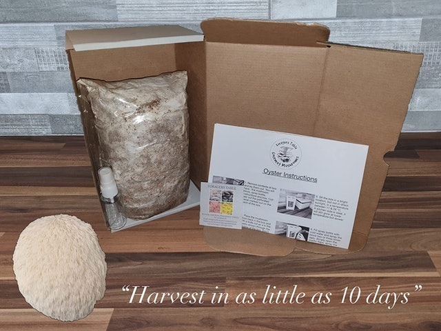 Lions Mane Mushroom Growing Kit 2